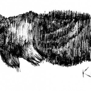 kagu