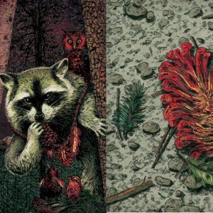 Wild Raccoon